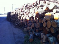 /album/la-carmina/img-0296-copia-jpg/